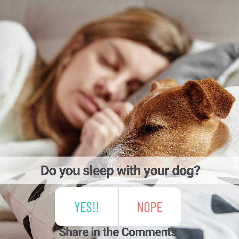 POLL ! Do you sleep with your dog?
And if so, what do you like about it?

Share with us in the comments.

#ThePetBuzz #pettalk #petnews #pettalkmag #dogparent #dogparents #petparent #petpodcast #petpreneur