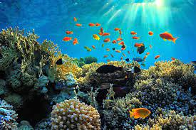 ConsulcubaUK's tweet photo. Punta Francés National Marine Park located in the Isle of Youth, is qualified by experts as a jewel in the national system of protected areas in #Cuba. This is a perfect spot for nature tourism and environmental understanding. #CubaÚnica #DestinationCuba #TravelToCuba https://t.co/W5kVdhi2bL