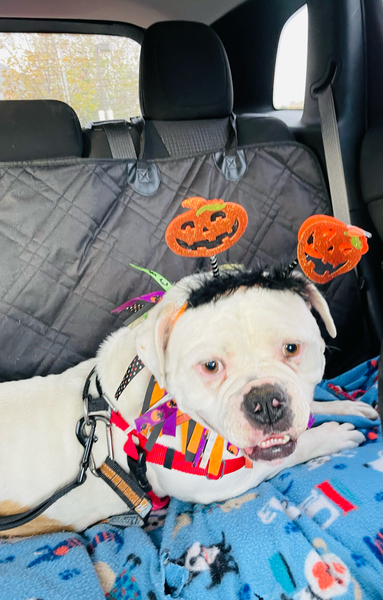 #Dog #Marsha_CCSTCA_03 Great in the car https://t.co/1nq3cdYQx2 https://t.co/D7fH7AQMaG