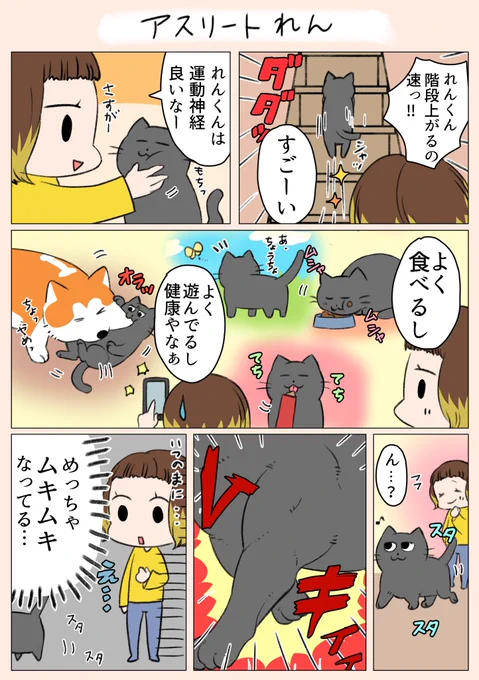 「アスリートれん」
基本もちもちしているのですが、ふとした時に筋肉の筋が見えてびっくりします…💪😳
#漫画が読めるハッシュタグ 
#猫 
#日常 