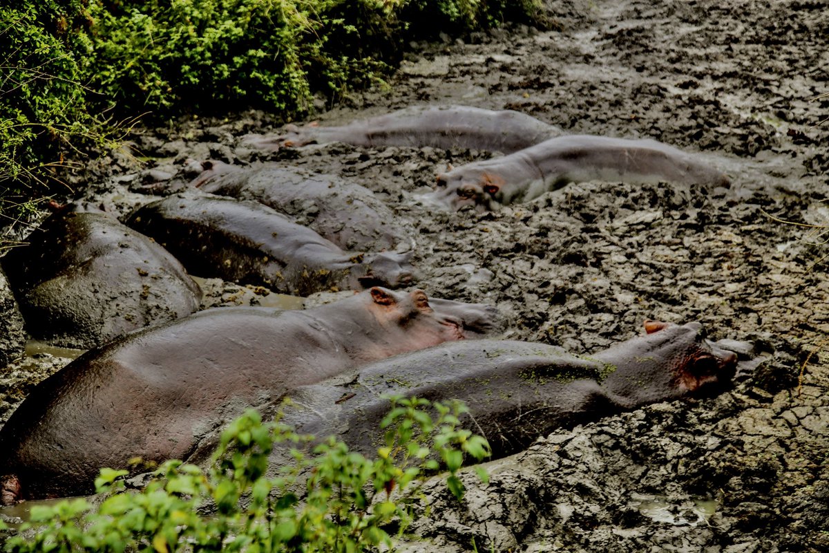 The beauty of Queen Elizabeth national park!