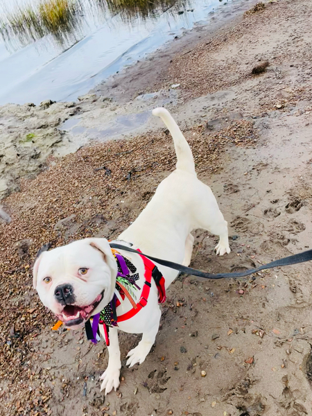 #Dog #Marsha_CCSTCA_03 It's play time https://t.co/1nq3cdYQx2 https://t.co/rFcagUPHCT