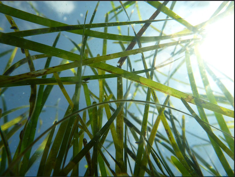 LedaSea123's tweet photo. Clarity is key!💦🌱Seagrass and other underwater plants need clear — not just clean — water to thrive in coastal waters. And North Carolina is well positioned to take meaningful action, with benefits for wildlife and communities alike. https://t.co/QP5rvD3VND https://t.co/nRndJPZCld