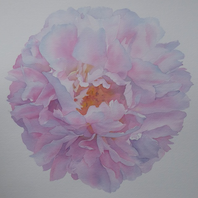 LesleyLinleyArt's tweet photo. Yes, another #watercolour peony #flower, smaller this time. I think this will be the last peony painting for now (hoping for more blooms next year, but I had to wait three years for these) #STCMills @StCuthbertsMill. https://t.co/XTgDar9Mxa