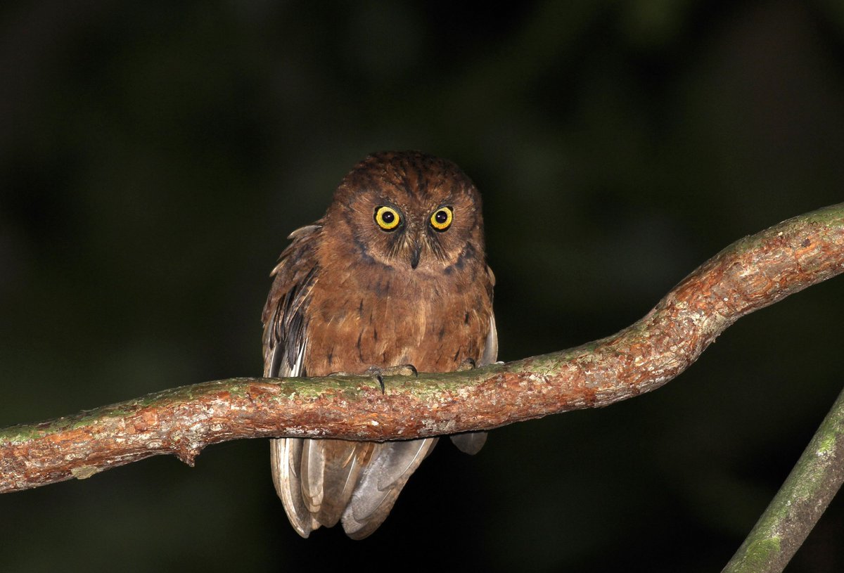 ZooKeys_Journal's tweet photo. 🦉One of the most exciting #NewSpecies discoveries of 2022, and one we're proud to be part of, is this new #owl species from Principe Island. Great news for #bird #biodiversity!

Read more on the @Pensoft blog: https://t.co/Z4jDvq9ufi

Or read the paper: https://t.co/fKsAiyYXCa https://t.co/PFPFYPddSb