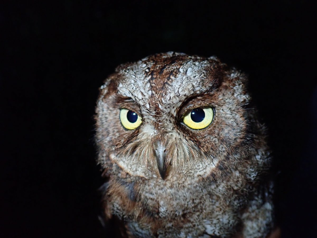 ZooKeys_Journal's tweet photo. 🦉One of the most exciting #NewSpecies discoveries of 2022, and one we're proud to be part of, is this new #owl species from Principe Island. Great news for #bird #biodiversity!

Read more on the @Pensoft blog: https://t.co/Z4jDvq9ufi

Or read the paper: https://t.co/fKsAiyYXCa https://t.co/PFPFYPddSb