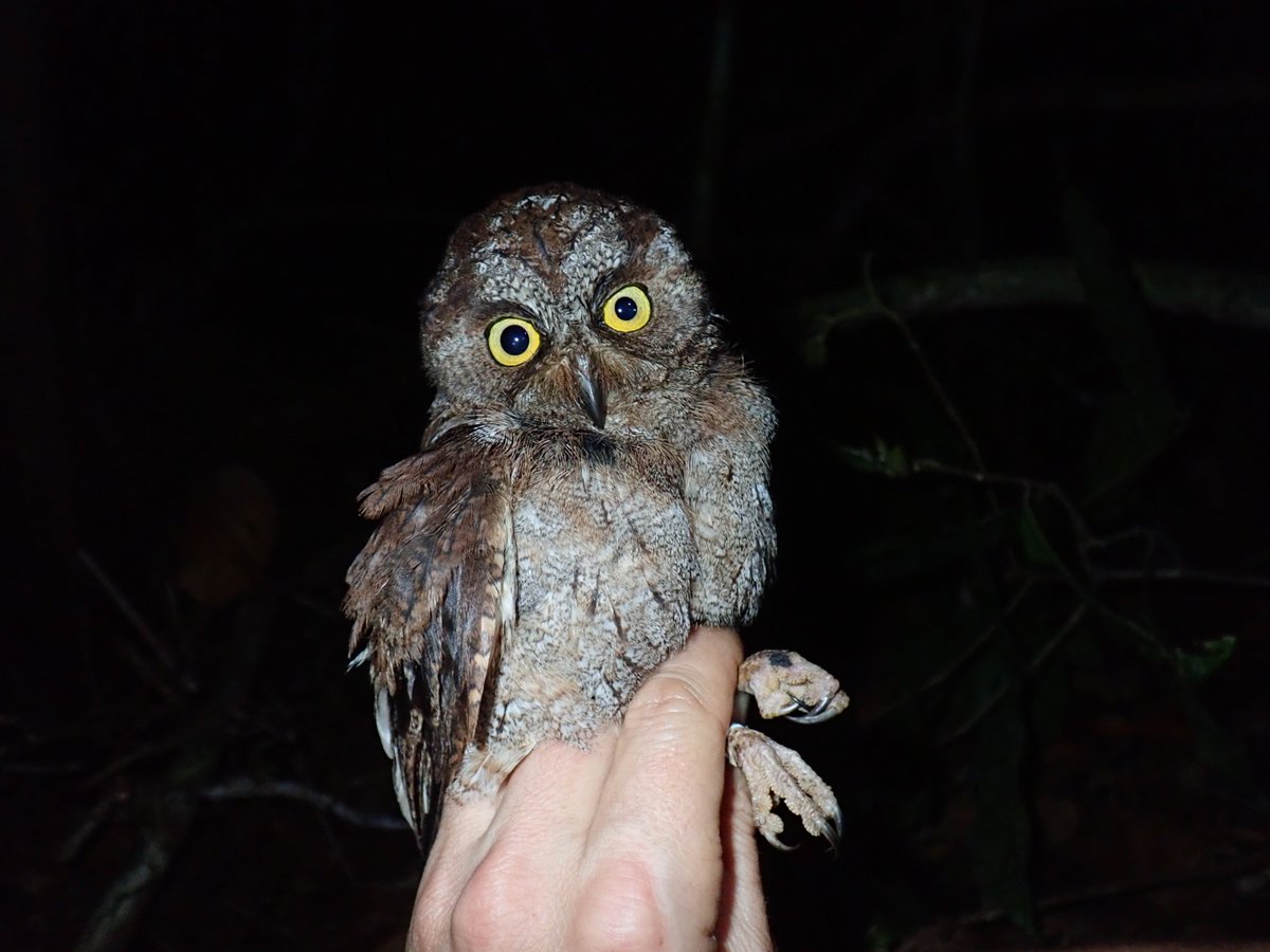 ZooKeys_Journal's tweet photo. 🦉One of the most exciting #NewSpecies discoveries of 2022, and one we're proud to be part of, is this new #owl species from Principe Island. Great news for #bird #biodiversity!

Read more on the @Pensoft blog: https://t.co/Z4jDvq9ufi

Or read the paper: https://t.co/fKsAiyYXCa https://t.co/PFPFYPddSb