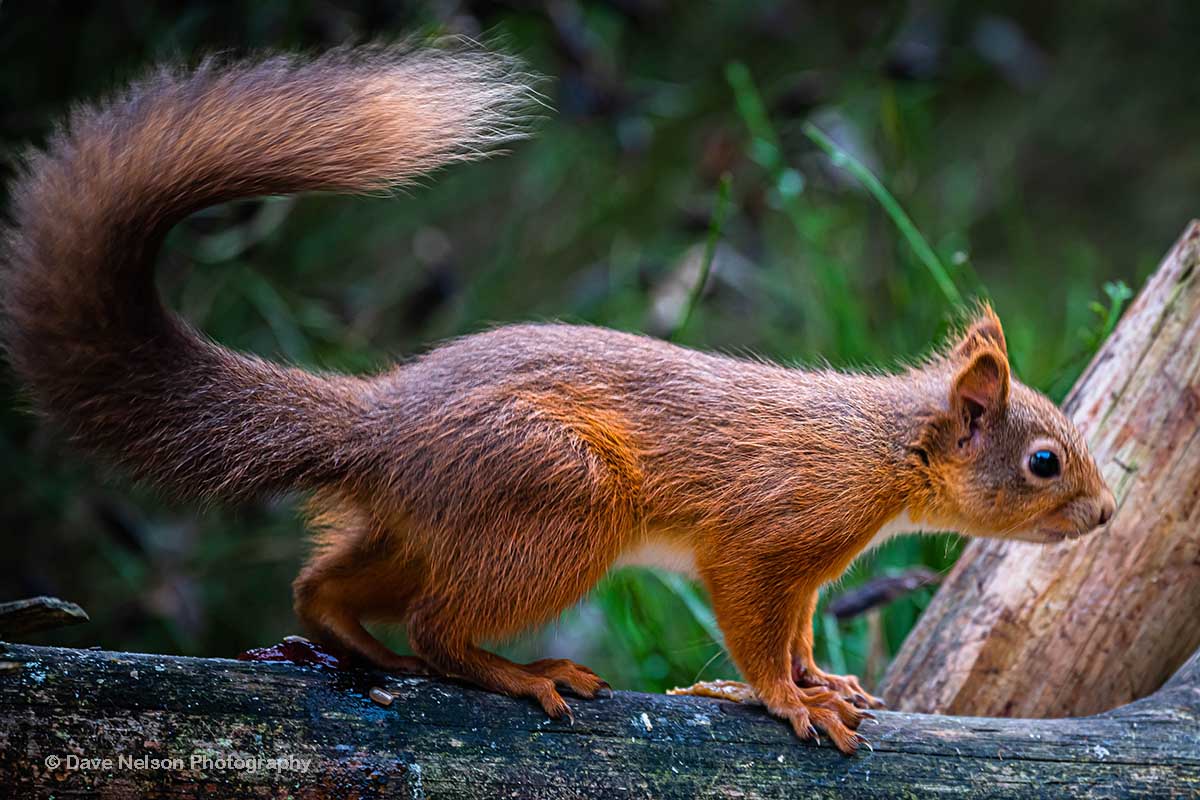 Hunting for Food - Red Squirrel, Abernethy Forest, Highlands, Scotland
#redsquirrel #abernethy #scottishwildlife #naturescot #naturephotography #caledonianforest #wildlifephotographer #highlandsofscotland #cairngormsnationalpark #cairngorms 
<a href="/RSPBScotland/">RSPB Scotland</a> <a href="/WildlifeTrusts/">The Wildlife Trusts</a>
