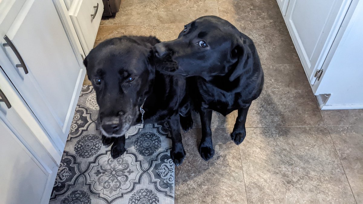 Stoli is 15 today, just like her mom Martini was. Great longevity for #labrador retrievers. Thanks for extending their lives, <a href="/IAMS/">IAMS US</a> (Jäger with the birthday kiss).