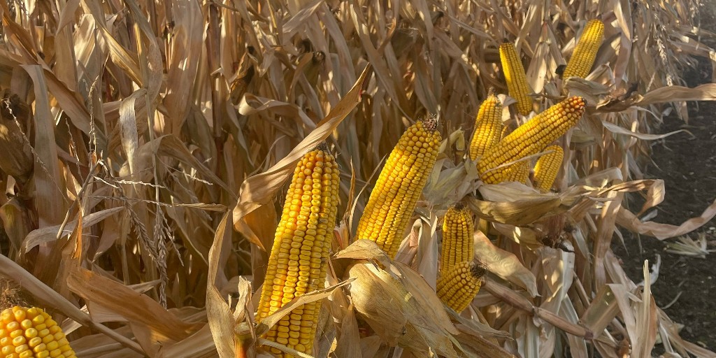 LG Seeds Harvest Update: 
🌽 LG51C62 is averaging 240 bu/acre across Michigan fields. This hybrid is serving our farmers well this season and has won many plots within the state. #reliablepartner #harvest22 

For yield data and more, visit lgseeds.com/performance/co…