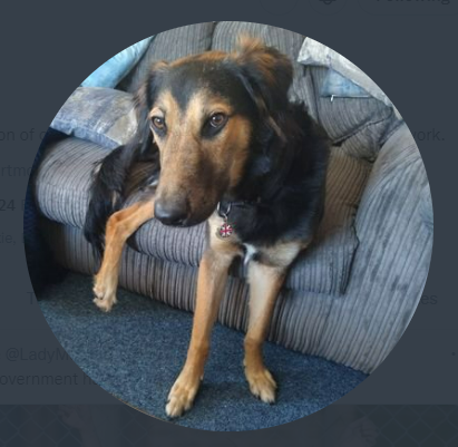 racist pets (@racistpets) on Twitter photo 