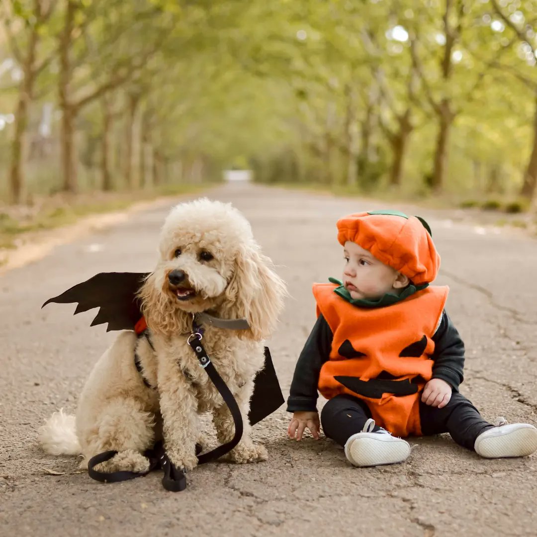Bren_Ottoo's tweet photo. 🎃🦇💛 https://t.co/ZAAySR6AaO
