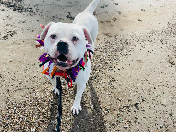 #Dog #Marsha_CCSTCA_03 Follow me for fun https://t.co/1nq3cdYQx2 https://t.co/xAbKinmhsh