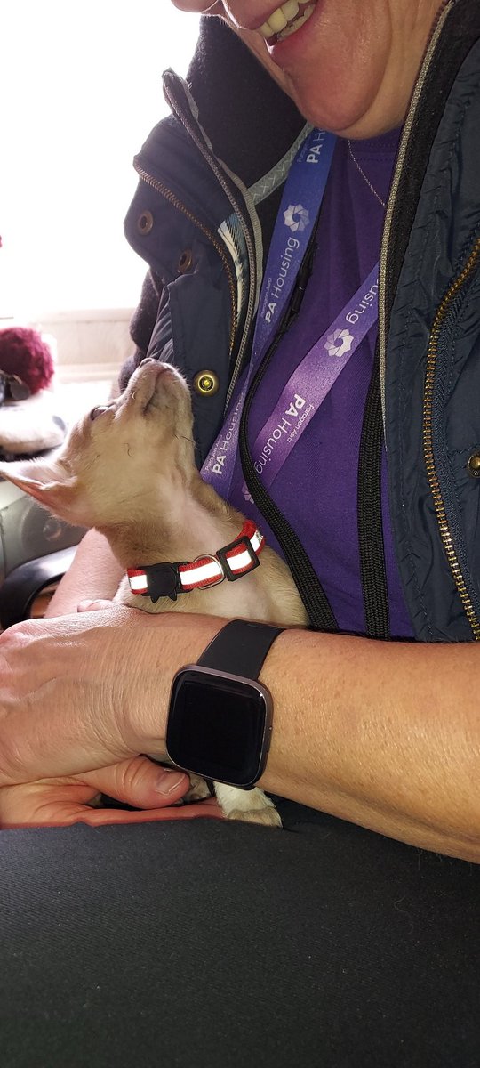 Met a residents new furbaby and they explained how this new arrival into their life has helped with their mental health condition and that they now have something to get up for in their lives each day. WHAT a cutie 💓 nearly dog napped her. @pa_housing #teampurple