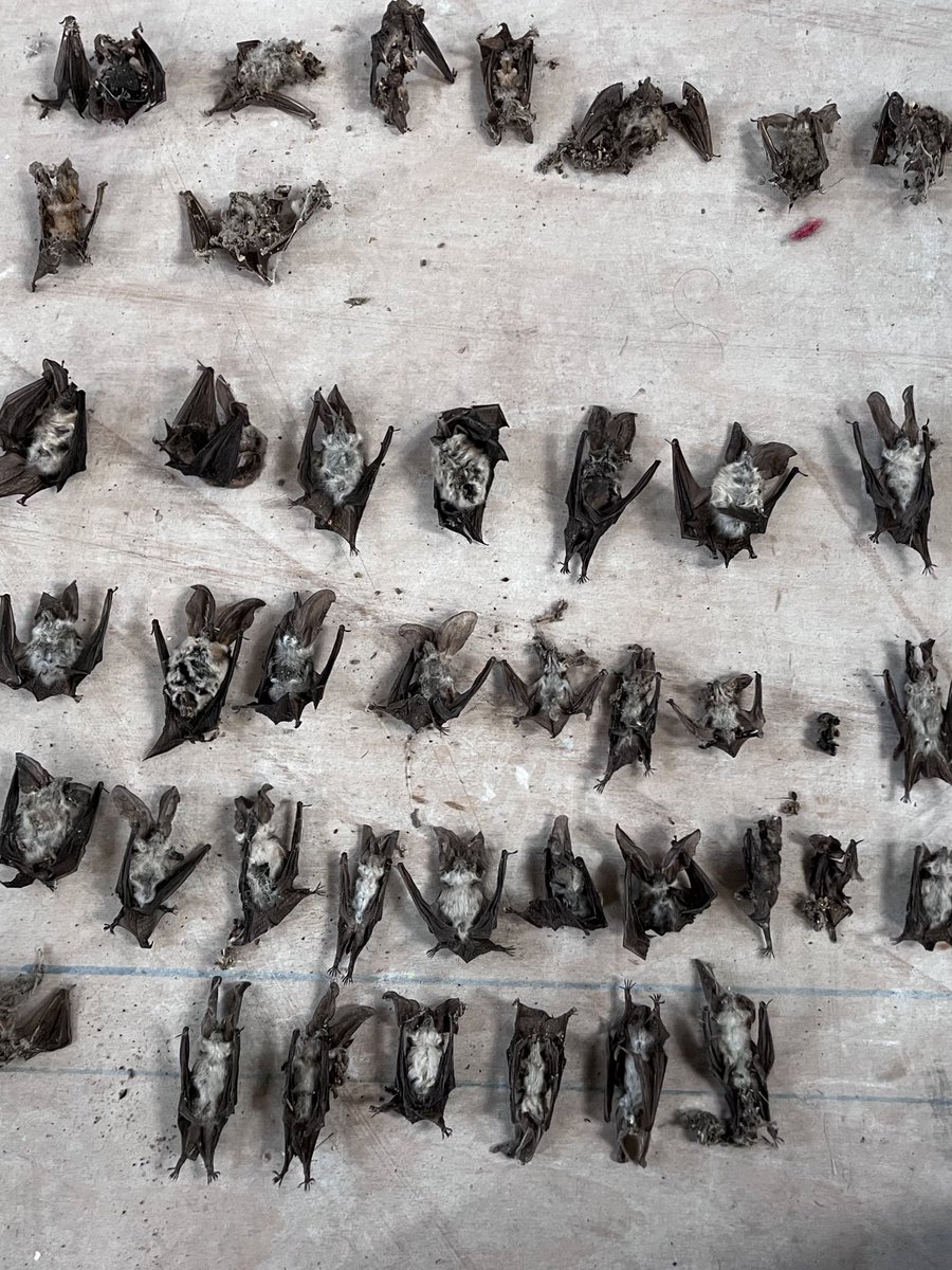 Warning distressing images. 

This is unfortunately the impact of a heatwave in summer and not how we want to see an entire years recruitment to our largest Grey long-eared maternity roost. <a href="/_BCT_/">Bat Conservation Trust</a> <a href="/Mammal_Society/">Mammal Society</a> #ecology #bats #Jersey