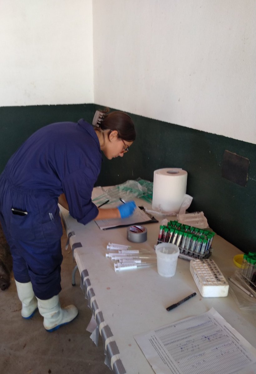 GISAZ_Cordoba's tweet photo. Tardes de muestreo con los alumnos de #Ecopatologia de la #fauna_silvestre...🦌💉 https://t.co/IbxmBddKWs