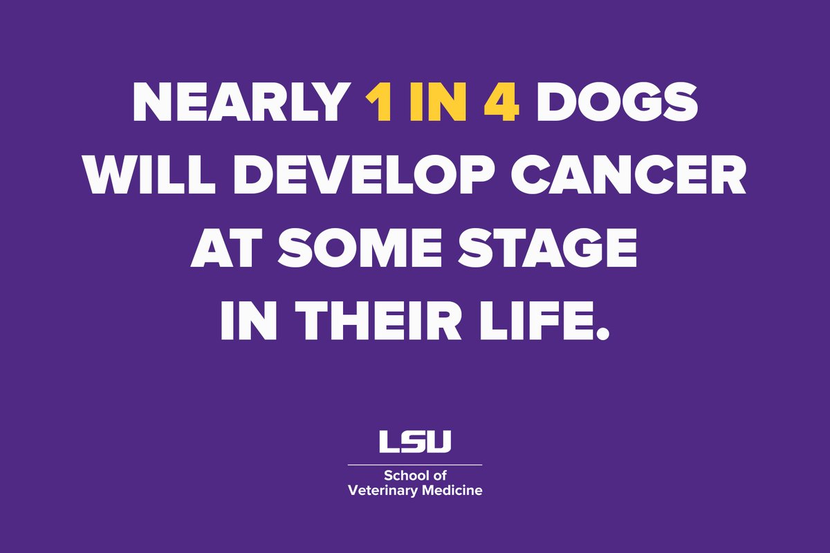 Tweet by LSU Veterinary Med
