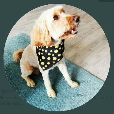 racist pets (@racistpets) on Twitter photo 