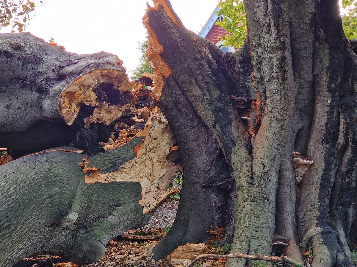 MLaurenceDesign's tweet image. One of the oldest and biggest trees in Chichester came down in the winds last night. A massive beech, multistemed from pollarding long ago. It was riddled with Ganoderma fungus.

#beechtree #anchienttree #veterentree #stormdamage #treedown #storms #ganoderma #Chichester