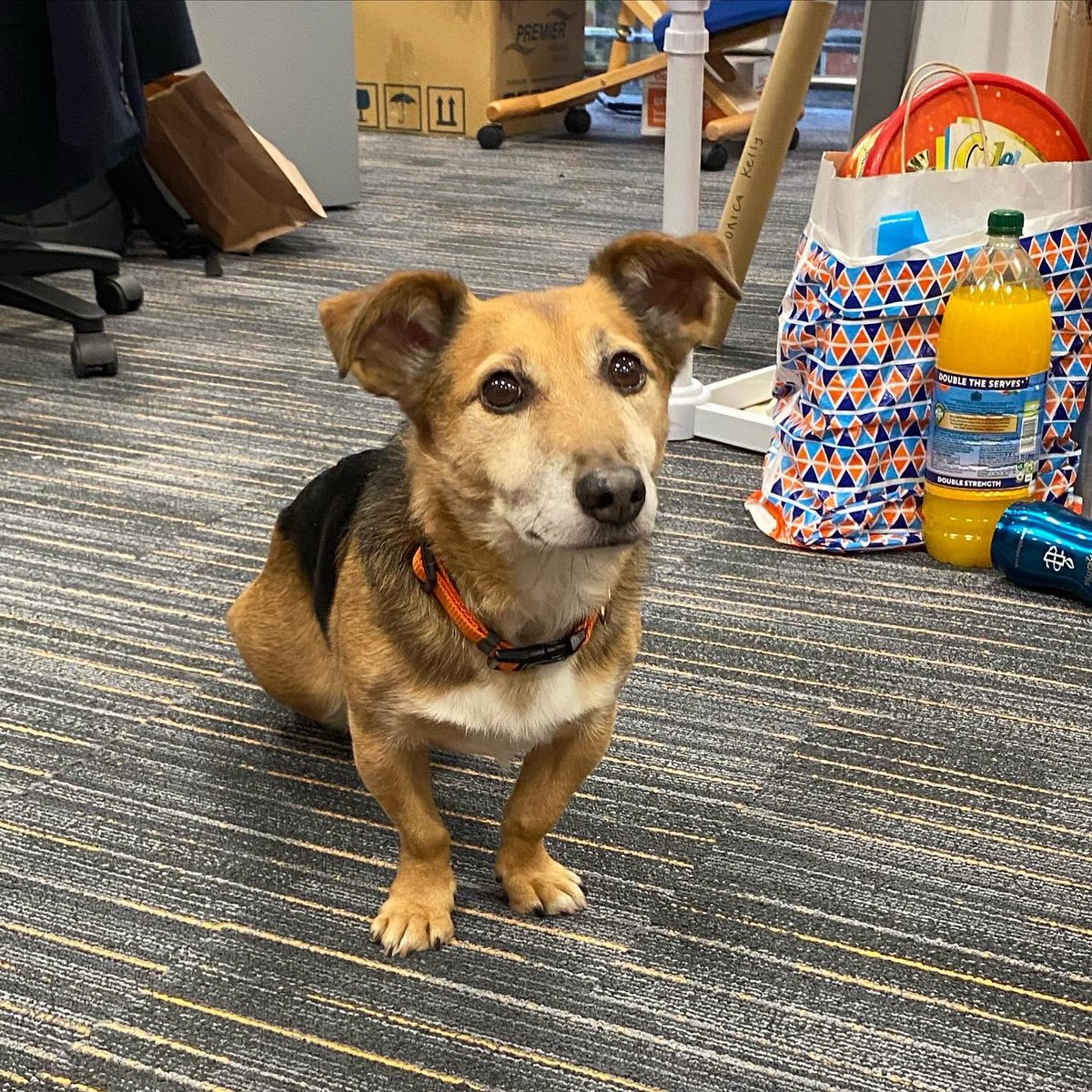 MyNameIsSleepy's tweet photo. Therapy dog visit at work!!!! I’m in love 🥰🥰🥰🥰🥰 https://t.co/yekALDGx7H