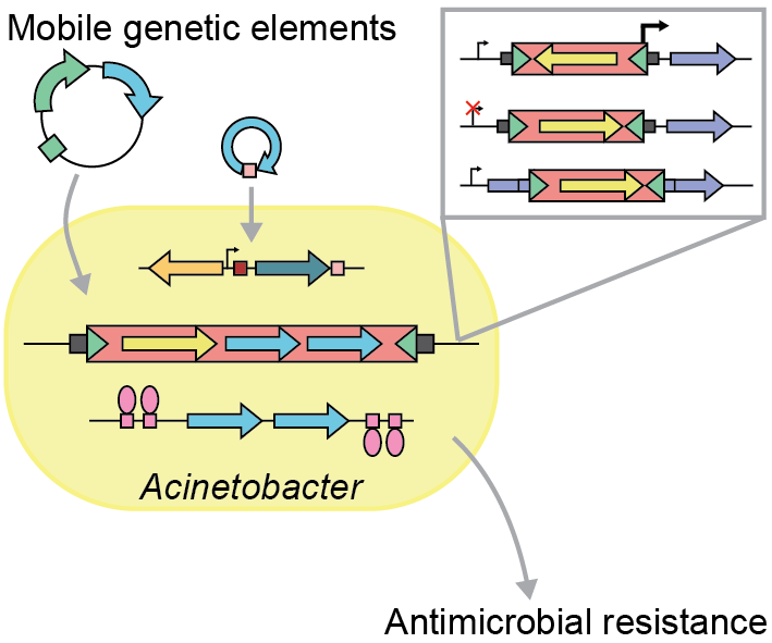 Out today, our lab's first publication! A review on 'Mobile genetic elements in 𝘈𝘤𝘪𝘯𝘦𝘵𝘰𝘣𝘢𝘤𝘵𝘦𝘳 antibiotic resistance acquisition and dissemination' by PhD candidate @HannahNoelMicro and PREP scholar Jessie Petrey. Open access link: doi.org/10.1111/nyas.1…