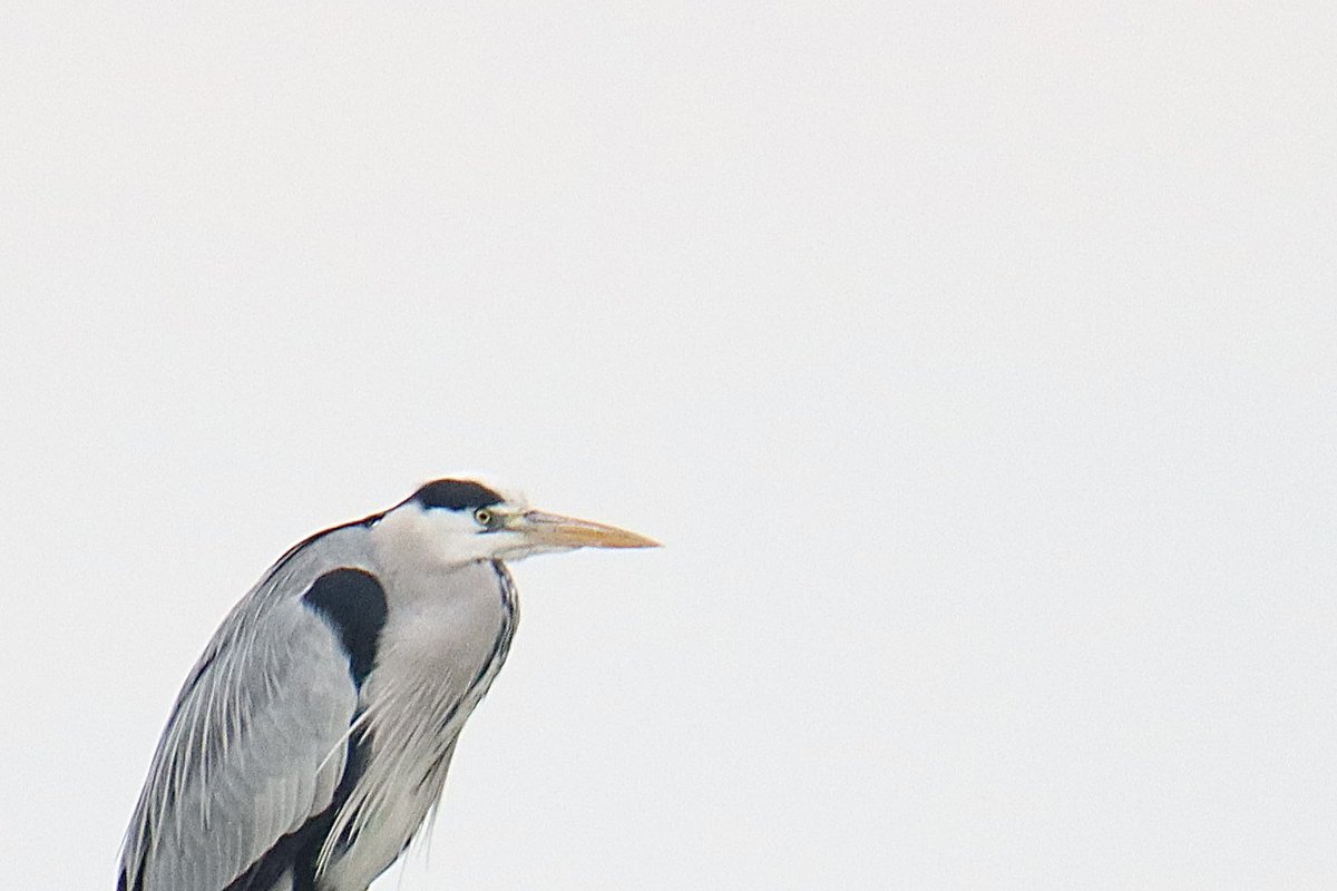 A few random old photos of rock pipits and a grey heron I found on my laptop