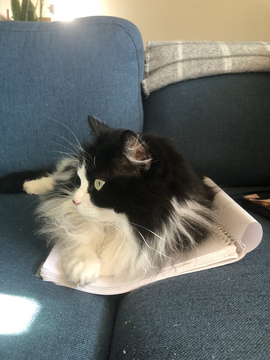 Happy Gotcha Day, Cassie! Can’t believe it’s been a year already… #GradSchoolPet #RescueCat #CatsofTwittter