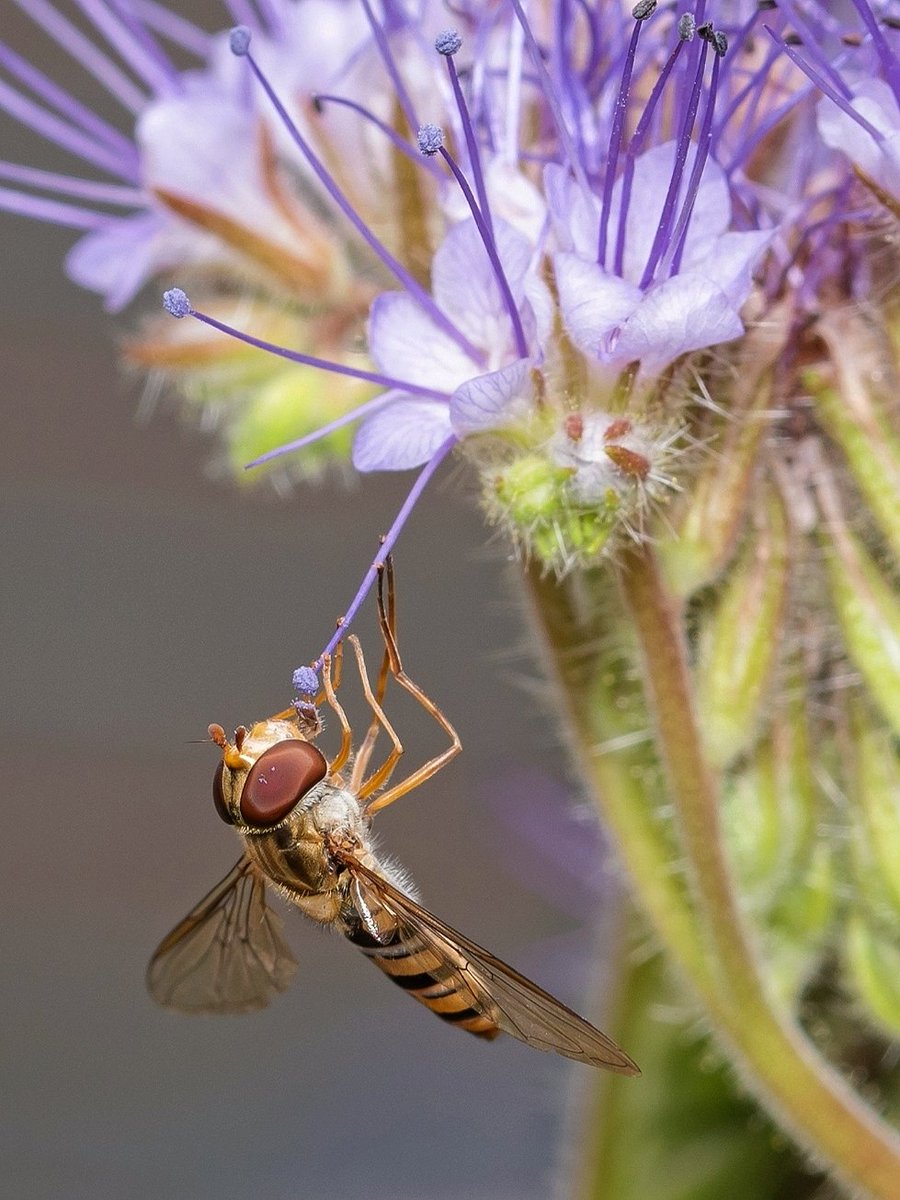 Love hoverflies #Togtweeter #ThePhotoHour #snapyourworld #insects #flies #pollinators #flowers #plants #macro #NaturePhotography #macrophotography #bee #hoverfly #bumblebee