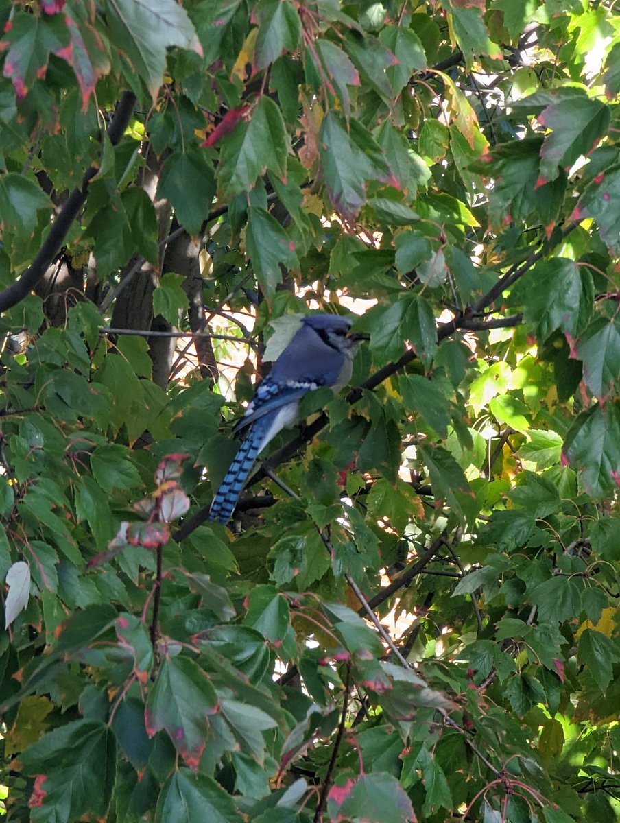 ClimateAbility's tweet photo. A large and friendly Blue Jay joining me on morning zoom calls this week. #birdwatching #birding #NewJersey https://t.co/hU3DtB77mP