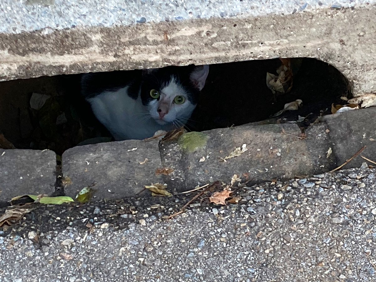 staernkiwi's tweet photo. muss ein wichtiger geheimort sein.
vielleicht das katzen #reduit? https://t.co/Ylf876i5hO