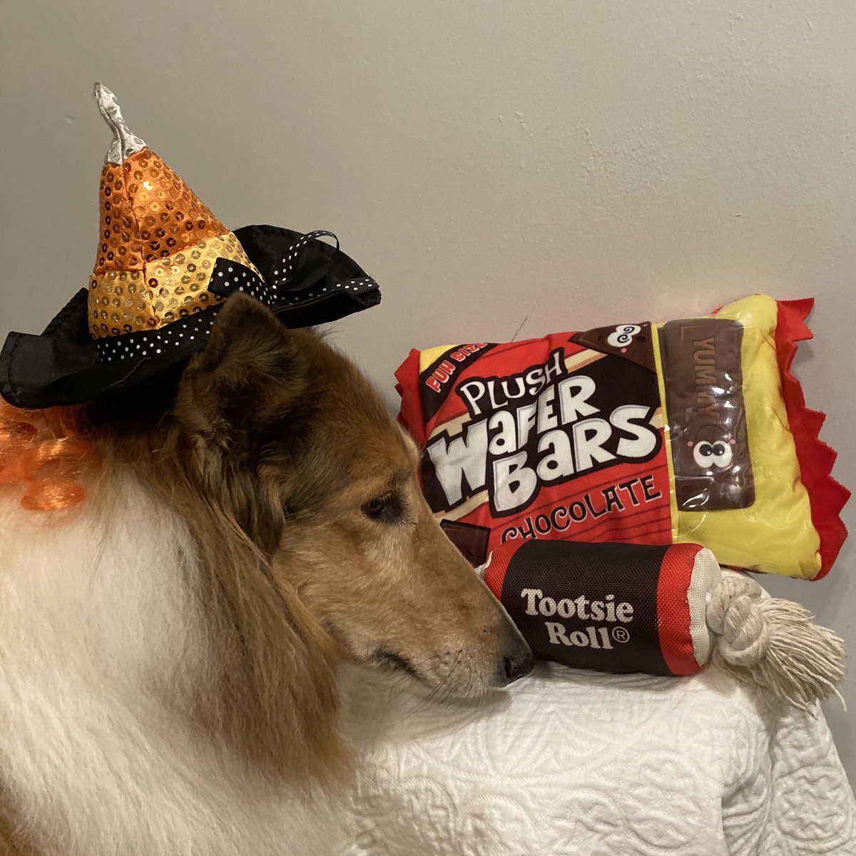 CollieCrusader's tweet photo. 🍫 The morning after! Greetings from the little 🧙 #candycornwitch 🧙 
🙋‍♀️ Is this what they call a #candycoma 🍫 🍭 

⚠️ No real chocolate 🍫 or candy 🍬 for us pups, but we get chocolate-themed 🧸 toys! 

#posthalloween #candycrush #themorningafter  #roughcollie #roughmorning https://t.co/8kxJTrTMl8