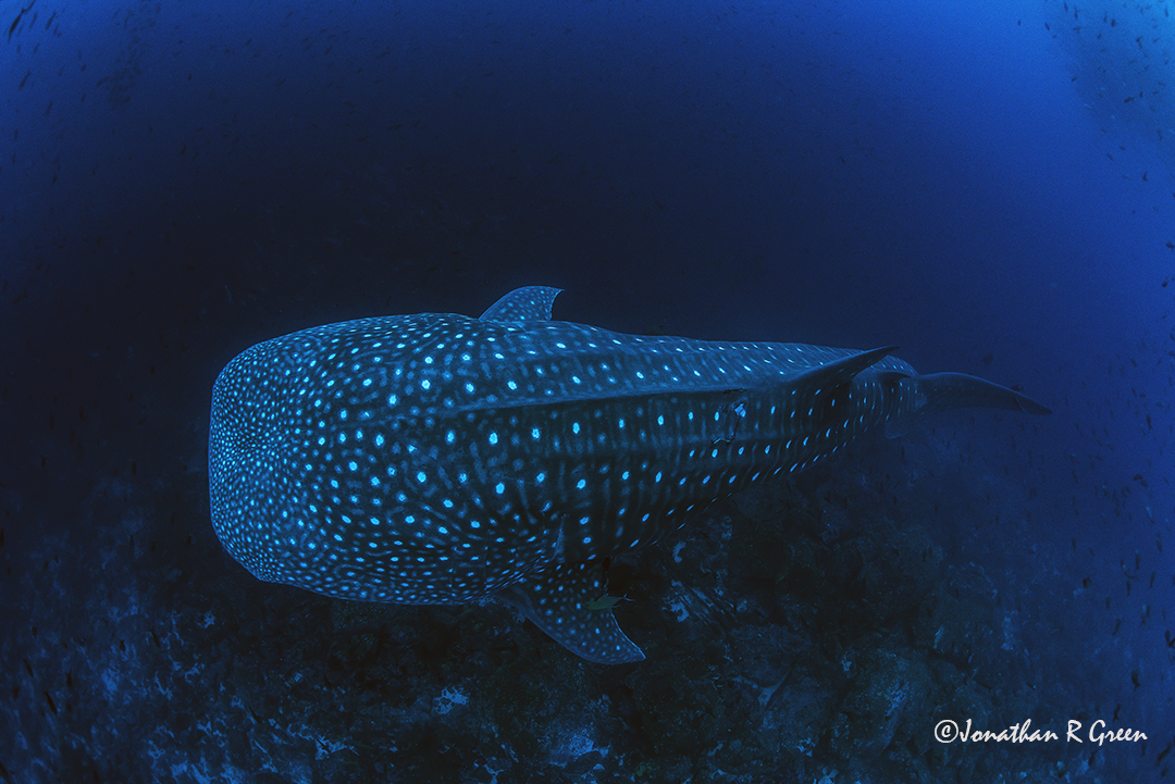 Galapagossharks's tweet photo. Whale sharks are the #largestshark to ever have lived (including the extinct megalodon). In the #Galapagos, you can encounter some of the largest #whalesharks in the world. #Scubadive with a purpose and help us #conserve these species.
Find out more ▶️ https://t.co/EniJ3ABBUg https://t.co/lEQICOdo3S
