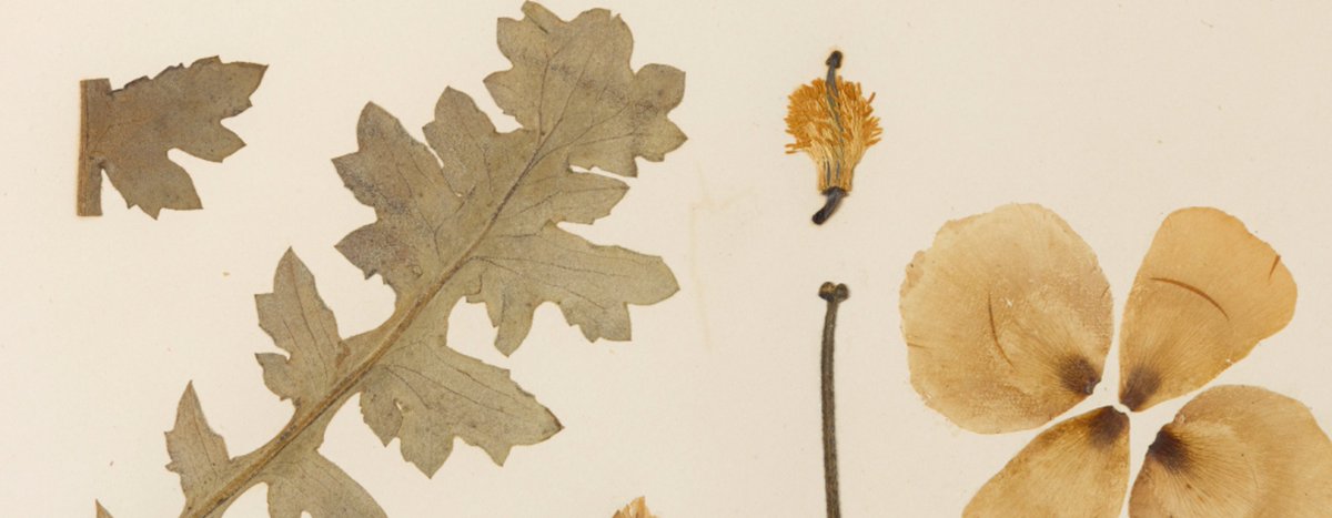 Over 127 years ago, Frank Giles, the nineteen-year-old son of a chemist & druggist, began a collection of British flora which has made its way into the Herbarium at Kew. Recently rediscovered as part of the major project to digitise Kew’s collections -> bit.ly/3DPZeQd