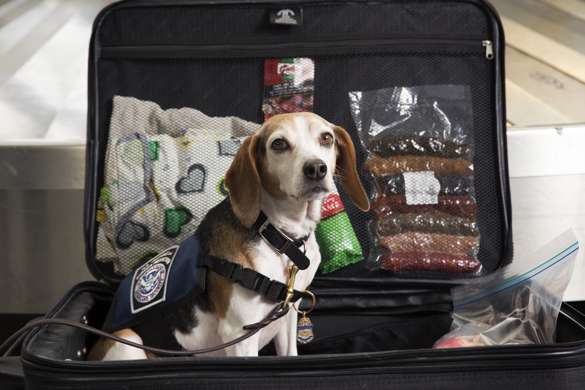 A beagle of the U.S. Customs and Border Protection Office of Field Operations sits among training aids as it poses for a photo