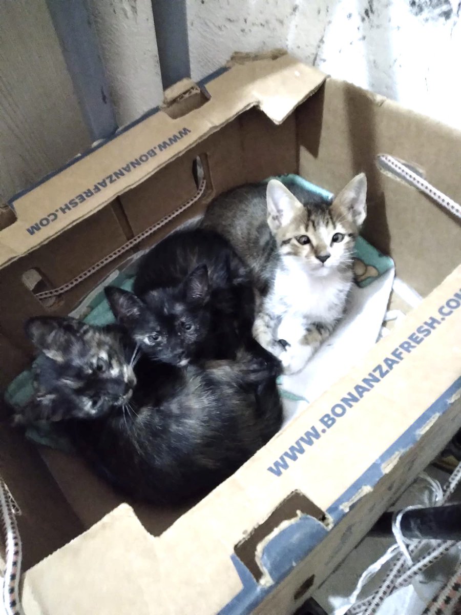 Janinah18's tweet photo. MUÑEQUITOS RESCATADOS DE UNA BOLSA DE PLÁSTICO BUSCAN HOGAR 🐱💛 5580258211 @MascotasSismo @GatitosCdmx @LordGatus @xjusticianimal @monikballe @rbksokol @AbandonadosZero @HELA_MORE @Lacasadeazul @firulaisasalvo @nydiacervera @EYACAR65 @soflapina #CDMX https://t.co/DUP60HAr2O