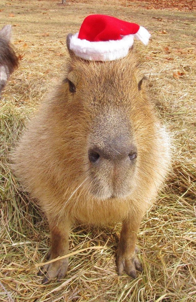 CapybaraCountry's tweet photo. happy November 1st everybody https://t.co/u6MhnQYpYV