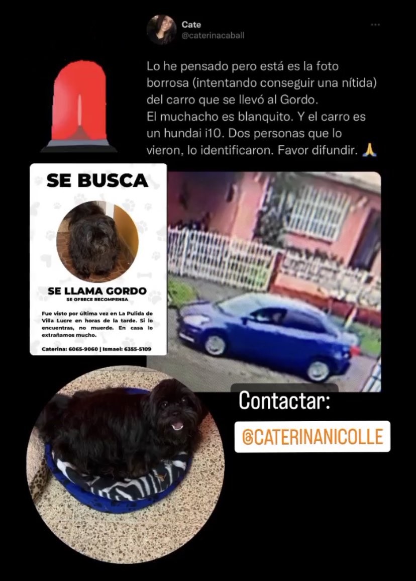 caterinacaball's tweet photo. Ayúdeme a encontrar a mi perrito Gordo. https://t.co/6D8Xku59Qe