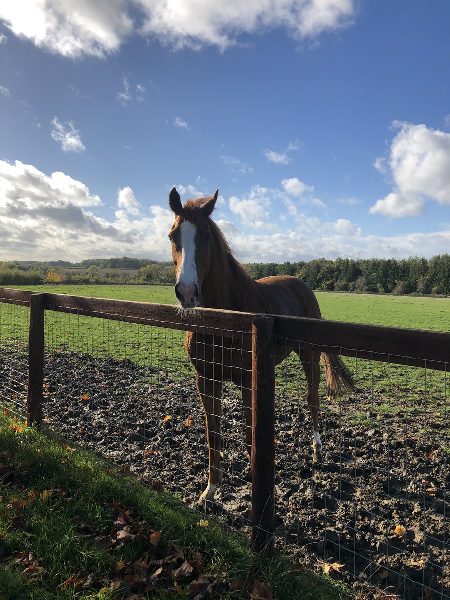 soph_silvester's tweet image. Holiday time for the boy at @Chelseabanham7 💙 #happypony