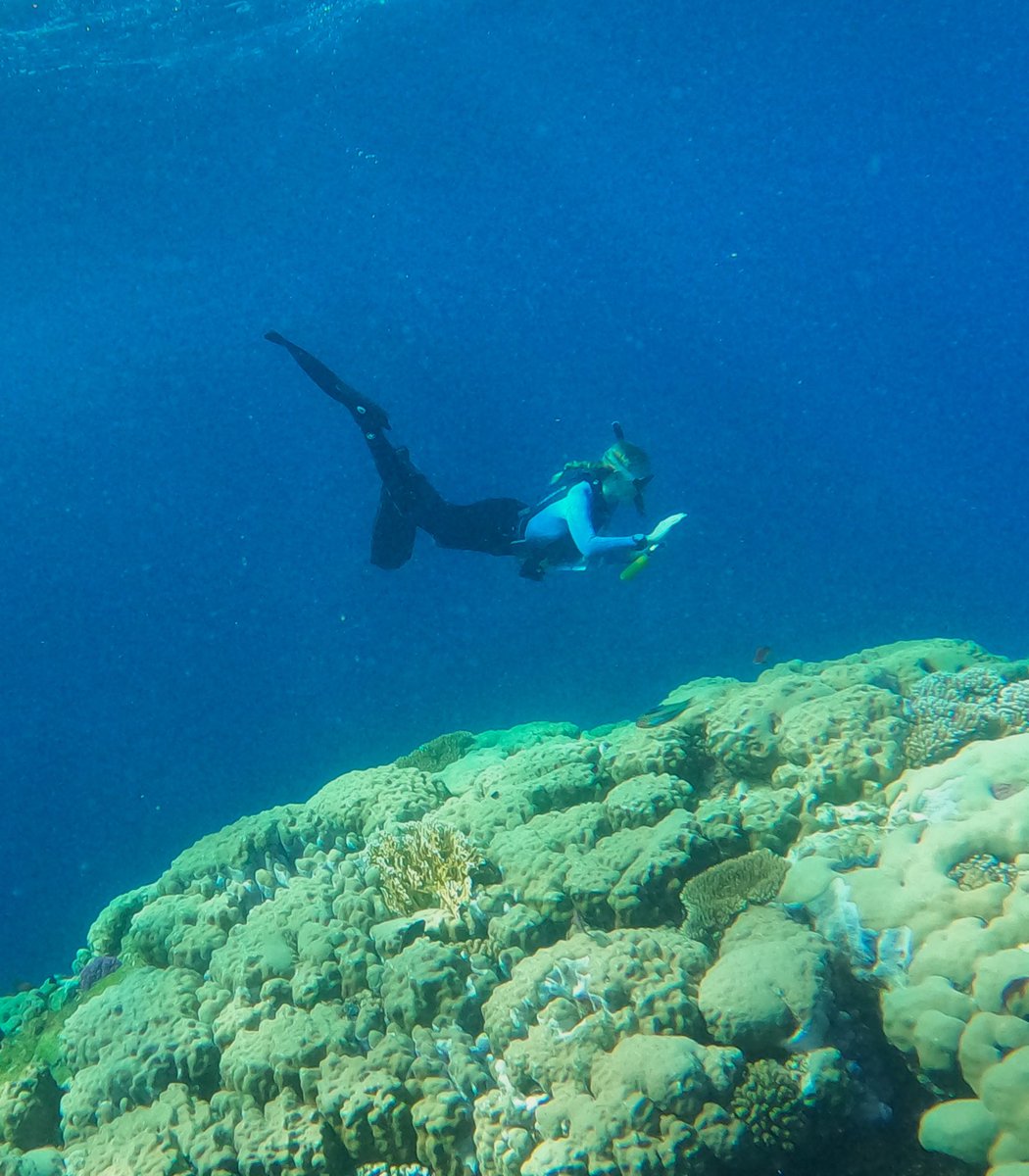 davemarinebio's tweet photo. Been a busy first week of the University of Glasgow Tropical Marine Biology field course here in the Red Sea #egypt https://t.co/NNgUgd2PjV