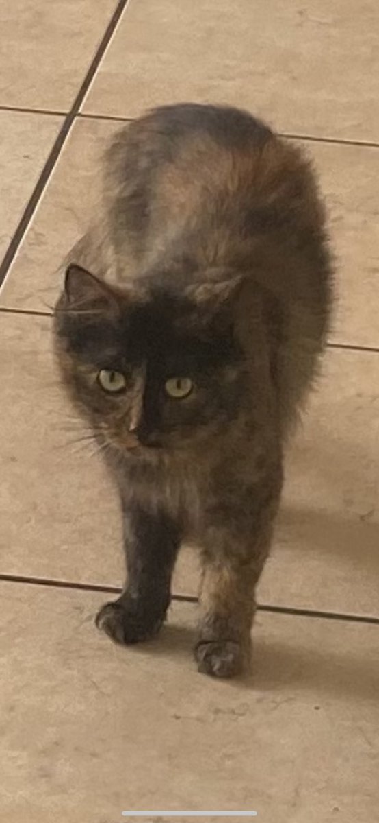 Dan_Diplomat's tweet photo. Amigos salvadoreños: tengo un secreto que uds no deberían divulgar. Un lindo gato misterioso vive en la Cancillería de su hermoso país 🇸🇻 ¿lo han visto antes….y cómo se llama? https://t.co/8ThDyrav08
