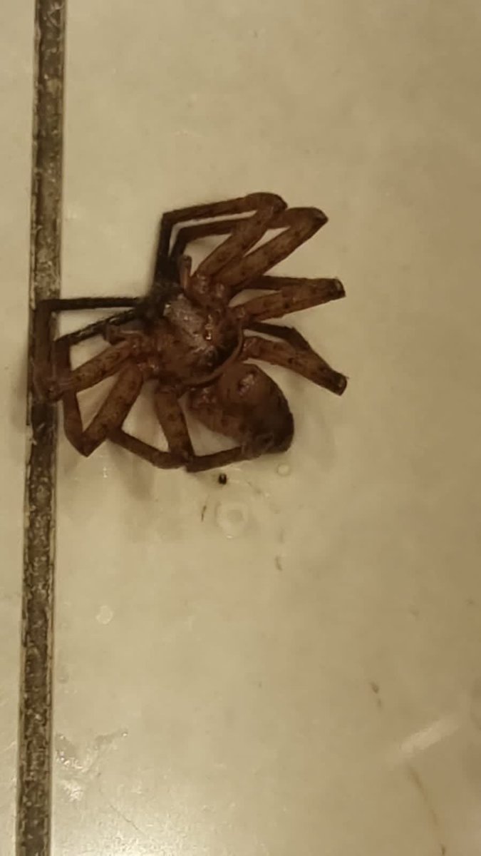 axlgil's tweet photo. @Arachno_Cosas hola! Mi tía esta de vacaciones en Australia y se encontró esta araña en dónde se está hospedando, es peligrosa? Muchas gracias https://t.co/YikYutz4Vi