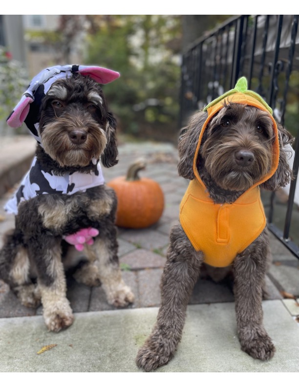 RainFocus's tweet photo. #TeamRainFocus pets get festive for #Halloween2022 in their best costumes! ๐ https://t.co/25TEX85UHz