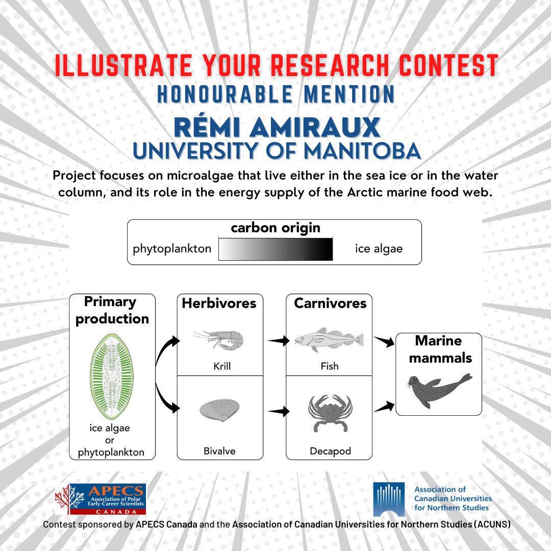 ILLUSTRATE YOUR RESEARCH Honourable mention: 
Rémi Amiraux from <a href="/umanitoba/">University of Manitoba</a> !
Project focuses on microalgae that live either in the sea ice or in the water column, and its role in the energy supply of the Arctic marine food web, from zooplankton to marine mammals. <a href="/ehPECS/">APECS Canada</a> #KMb