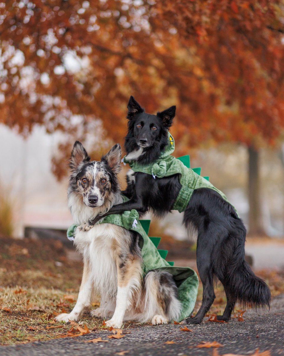 good dog squad tweet media