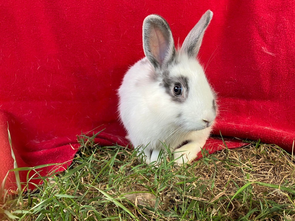 AdoptableBuns's tweet image. Falcate is a young Lionhead from #Elizabethtown, KY. petfinder.com/petdetail/5731…