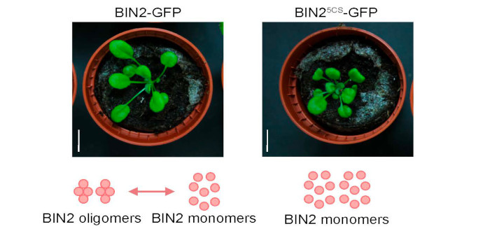 ThePlantCell's tweet photo. The Plant Cell in a Nutshell: H2O2 regulates activity of the GSK3-like kinase BIN2 https://t.co/iz7dbOcGZd @jennyrussinova @ASPB #PlantSci https://t.co/ba8LvRZU5d