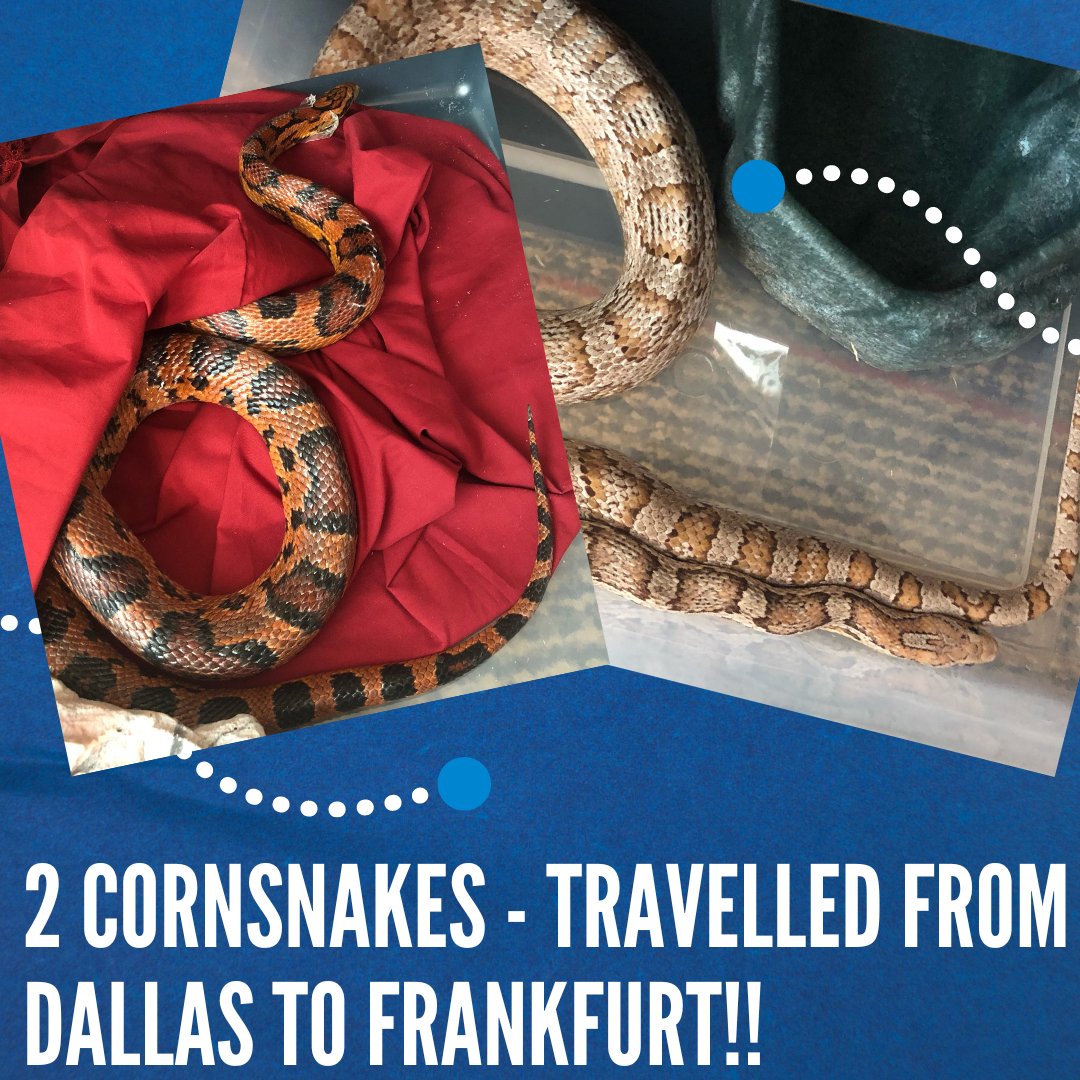 WorldPetTravel's tweet image. #WorldPetTravelDiaries #PetTravel #AnimalRelocation #PetMove #Snakes #Cornsnakes #Travel #NewHome #Destinations #AllAnimals 
Last week we sent two cornsnakes from Dallas DFW to Frankfurt! We assist in all types of animal relocation - thank you for choosing World Pet Travel.😇