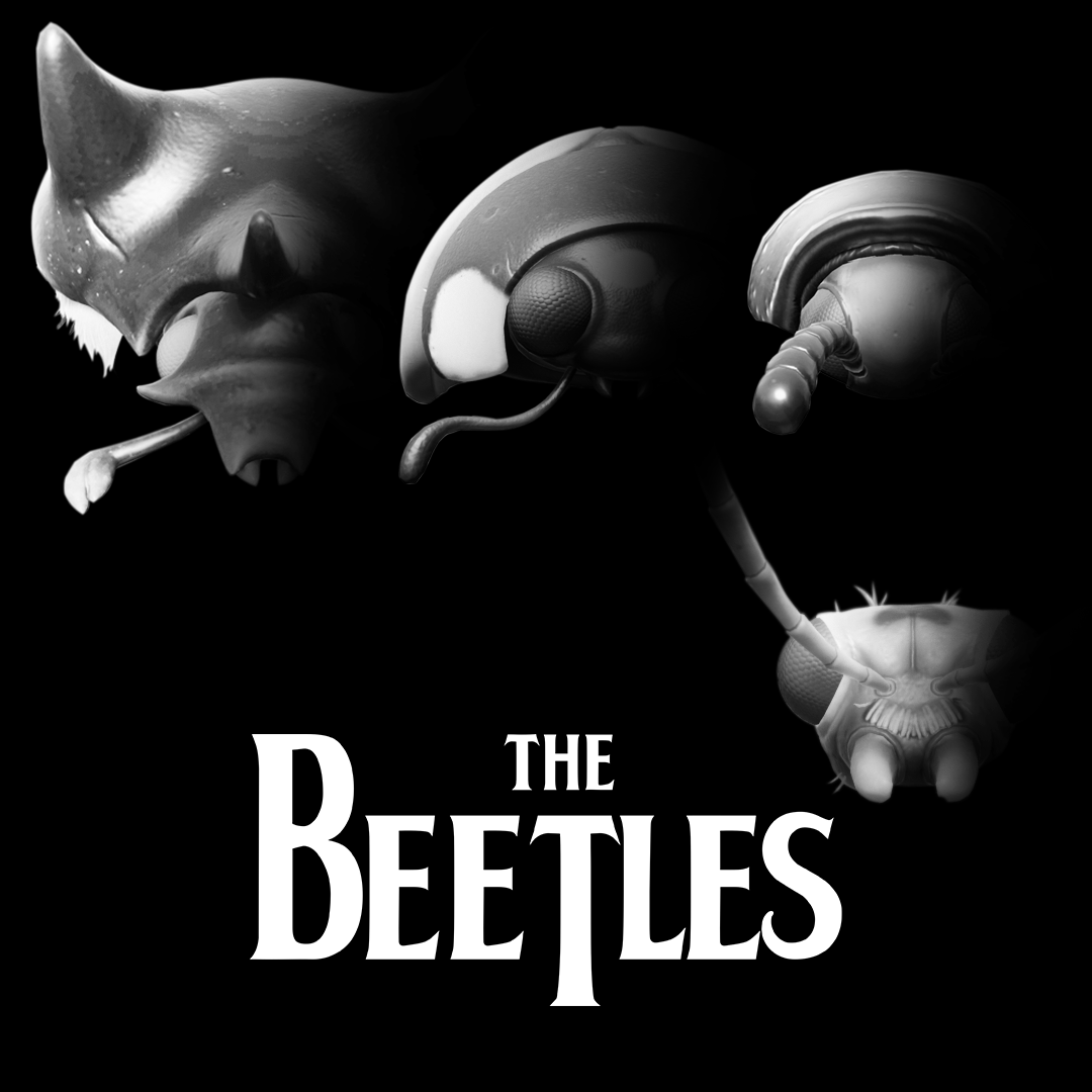 Image shows a parody of a hit English rock band using the beetles from the backyard