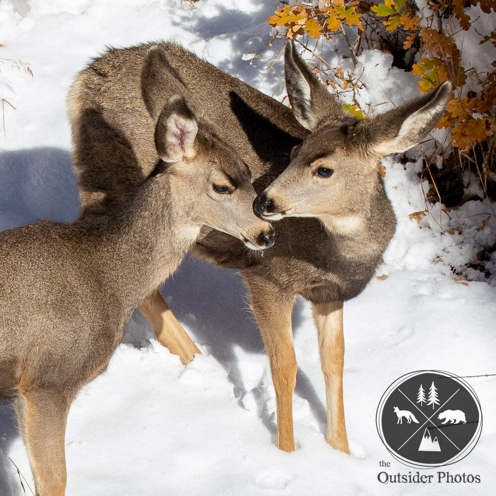 PhotosOutsider's tweet photo. 🍂 #Autumn #leaves with a fresh ❄️ #snow about a week ago, along with the gift of these 🦌 #Mulie #twins #nuzzling each other.
#theoutsiderphotos #canon #naturephotography #wildlifephotography #muledeer #deer #cuteanimals #wild #photography #twitternaturecommunity @CanonUSA https://t.co/DFr7L4dL15