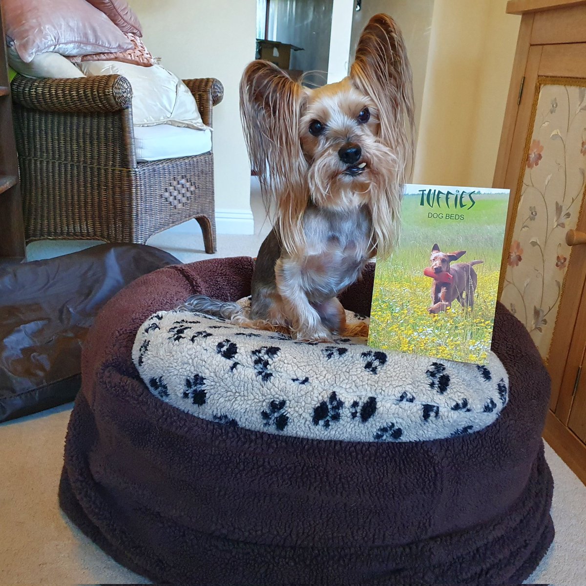 Mr_Pelucchi's tweet photo. Fank yous @tuffiesdogbeds for sendings us a new nest innard to help stop Miss Molls from sinkings. I do believes Norty Mosca have eaten too many shoshigis!
Just helpings the Utter Uselessness PA gets it in the nest!
#MrPels #BarkshireFirefighter #NortyMosca #MissMolls #Tuffies https://t.co/v5ijNZcJaM
